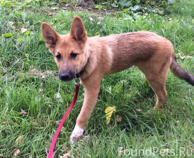 Акита ину с черной мордой