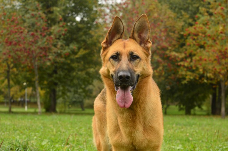 Овчарка гладкошерстная рыжая малинуа