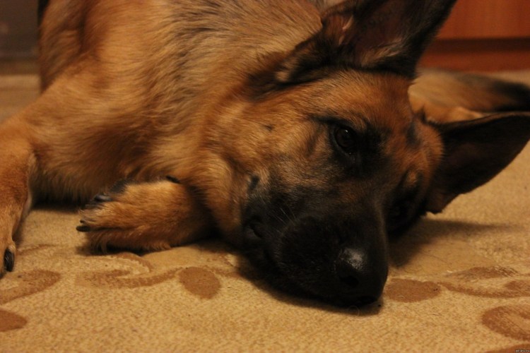 Овчарка с черной мордой