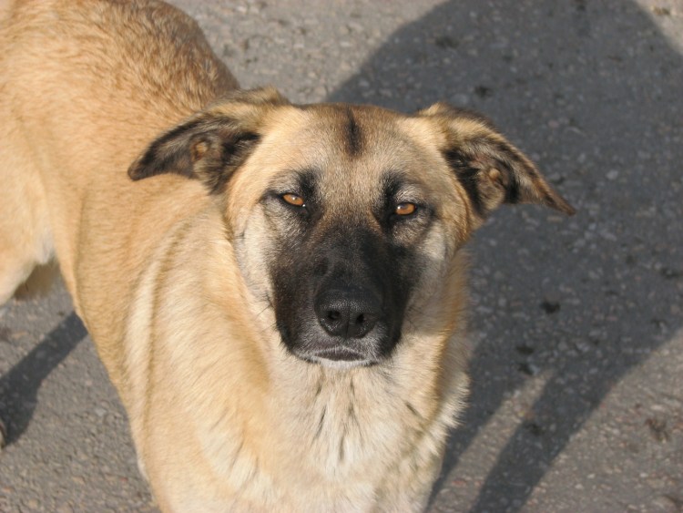 Бернский зенненхунд