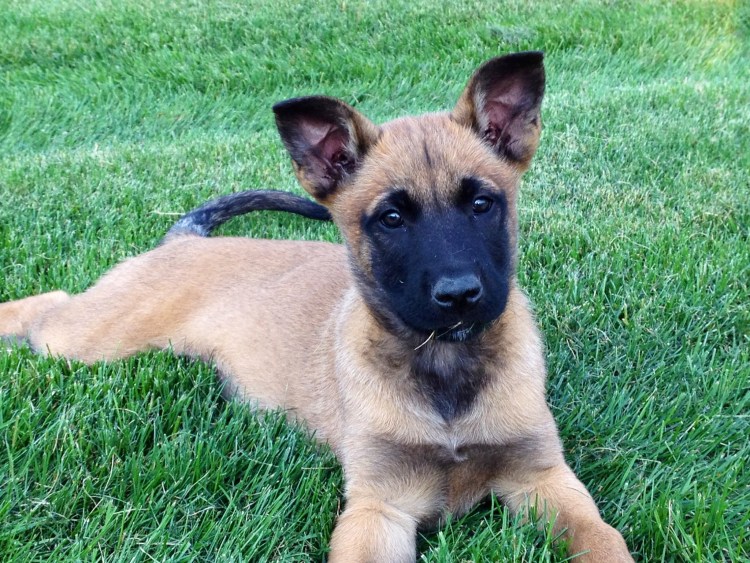 Немецкая овчарка черная с рыжим подпалом