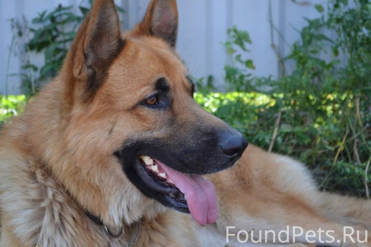 Найти собачку Габи.