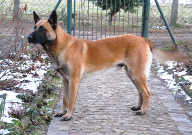 Дворняга овчарка рыжая