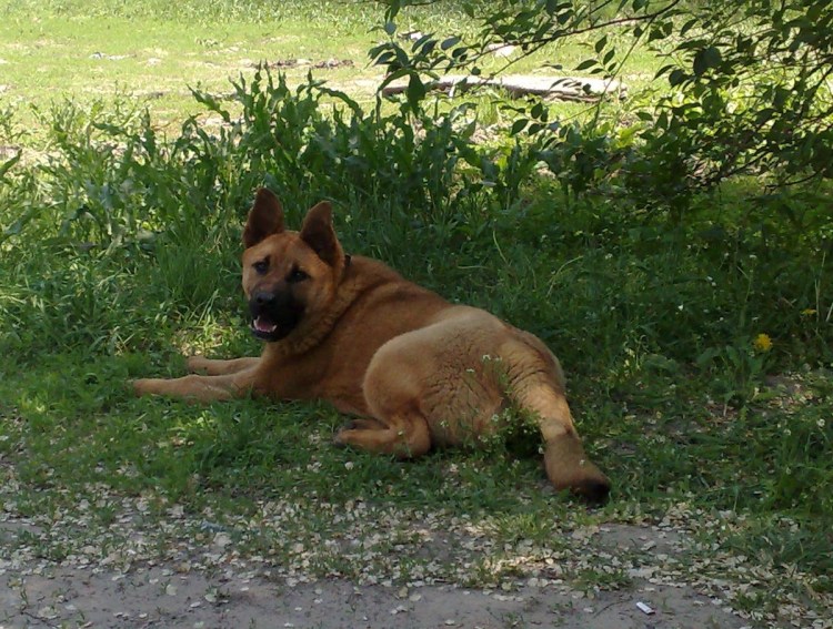 Желтая с черной маской Южная гончая