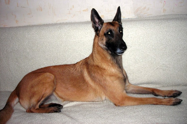 Мальтийская овчарка малинуа