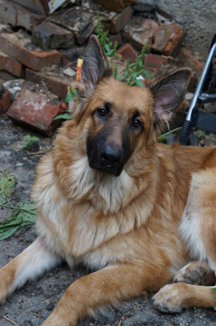 Черно рыжая собака