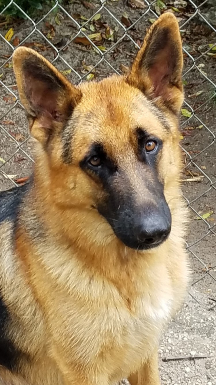 Бельгийская овчарка малинуа щенки