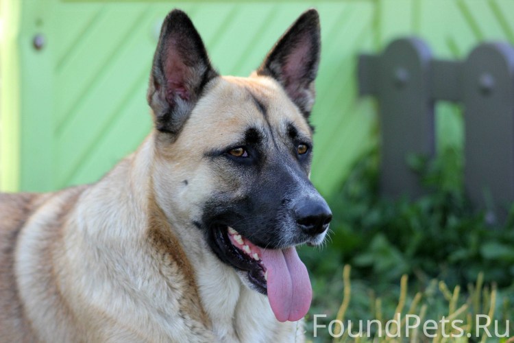 Американская Акита рыжая