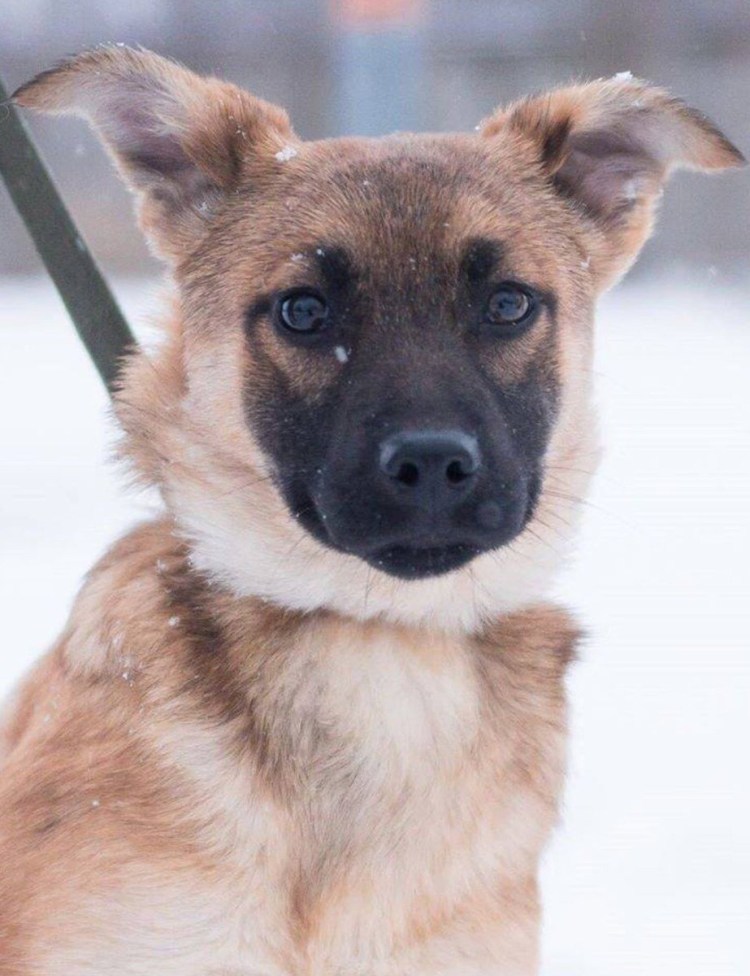 Метис малинуа и акиты