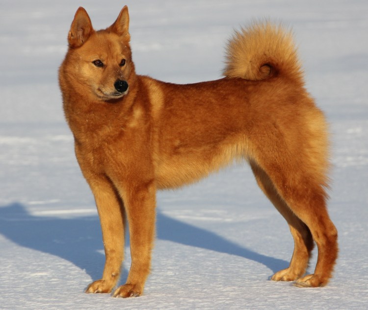 Каролинская собака Carolina Dog