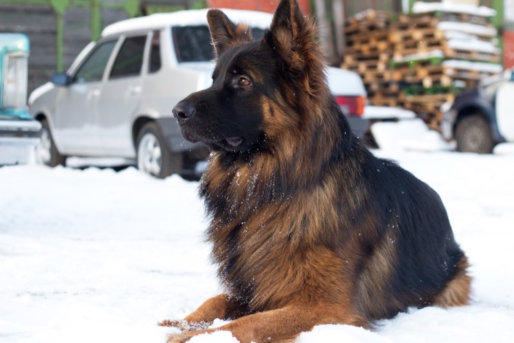 Немецкая овчарка длинношерстная