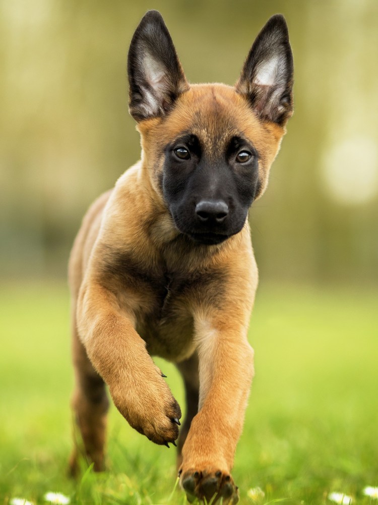 Рыжая собака дворняга