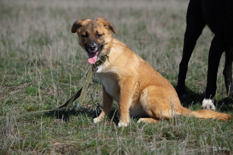 Большая рыжая собака с черной мордой