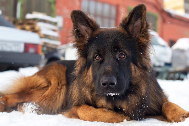 Бельгийская овчарка короткошерстная