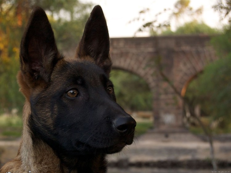 Немецкая овчарка чепрачного окраса