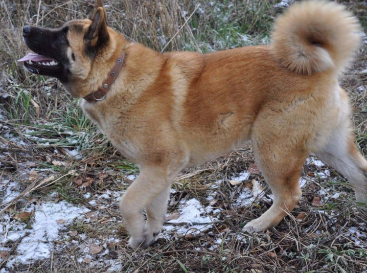 Алабай собака коричневый