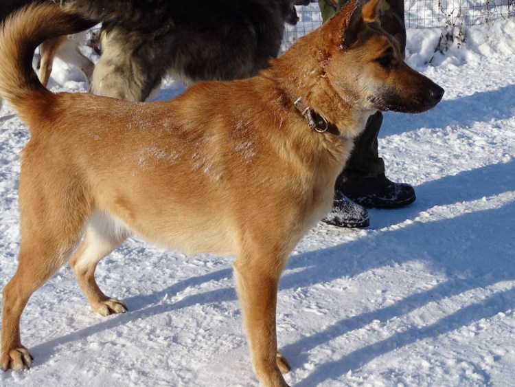 Южная гончая