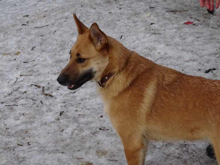 Карело финская овчарка