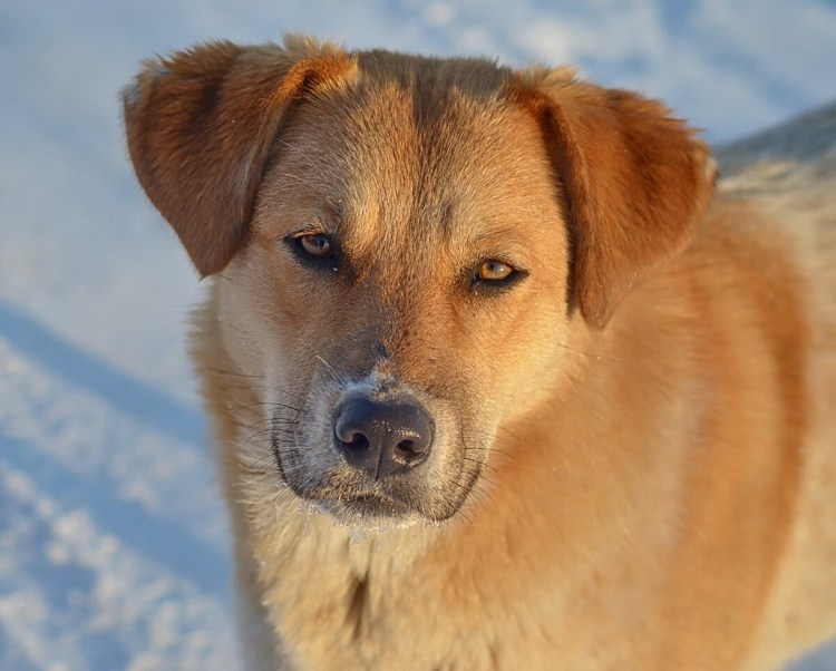 Бельгийская овчарка тервюрен