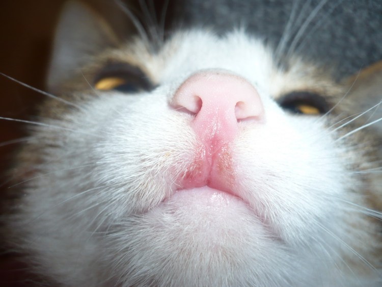 Лимфоцитарно-плазмоцитарный гингивит