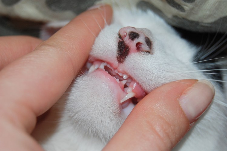 Вылеченный кошачий зуб