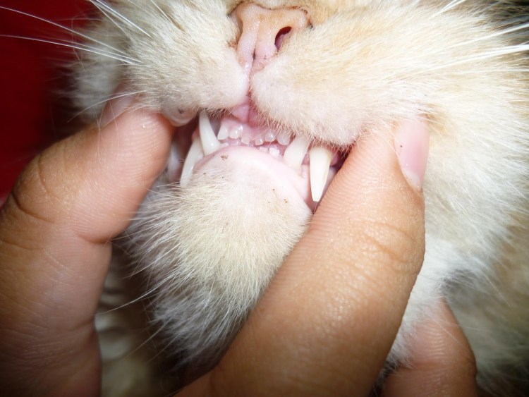 Кошка дышит с открытым ртом