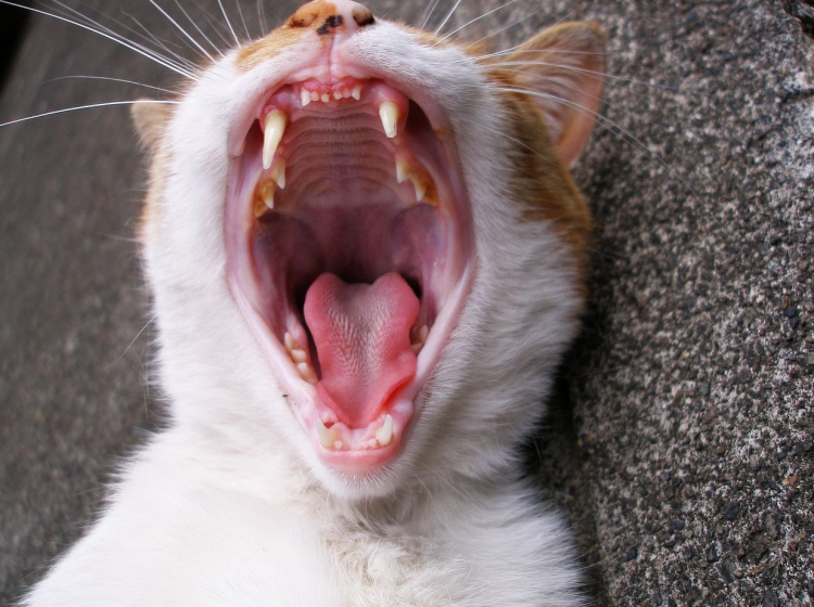 Кальцивироз (эозинофильная гранулема)