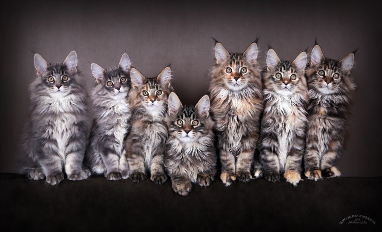 Метисы кошки Мейн-куна