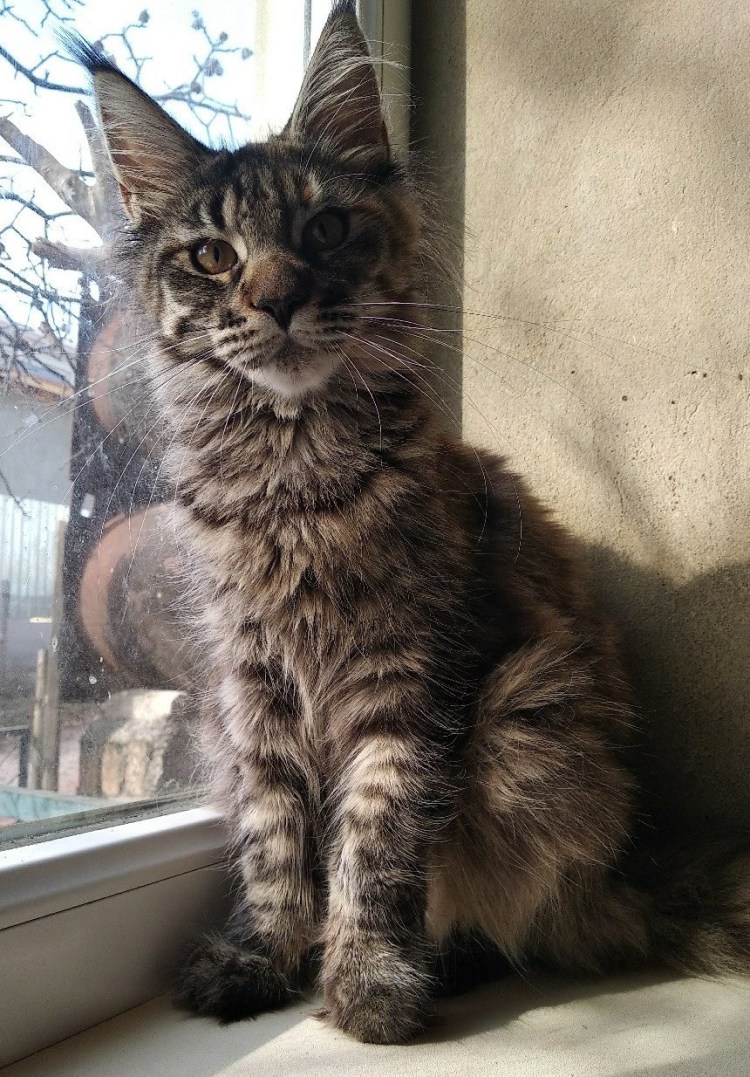 Кошки маленькие Мейн кун