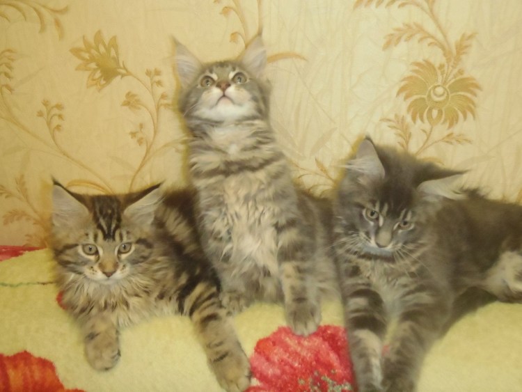 Мейн кун профиль