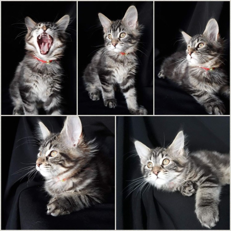 Котята метисы Мейн куна