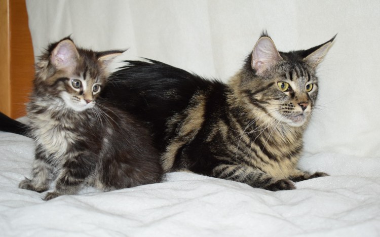 Метис Мейн куна и сибирской