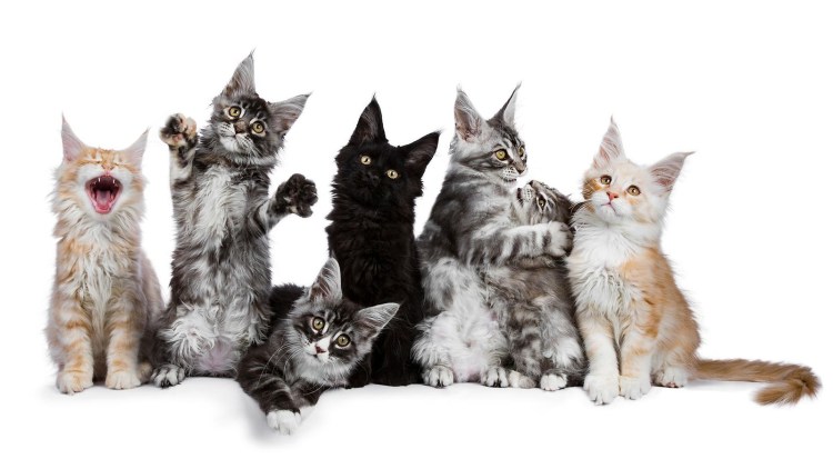 Котёнок Мейн кун и обычный котёнок