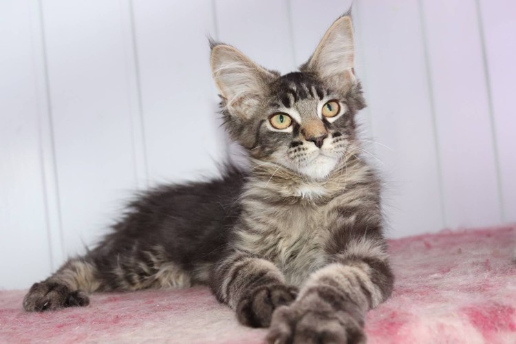 Обычный Мейн кун