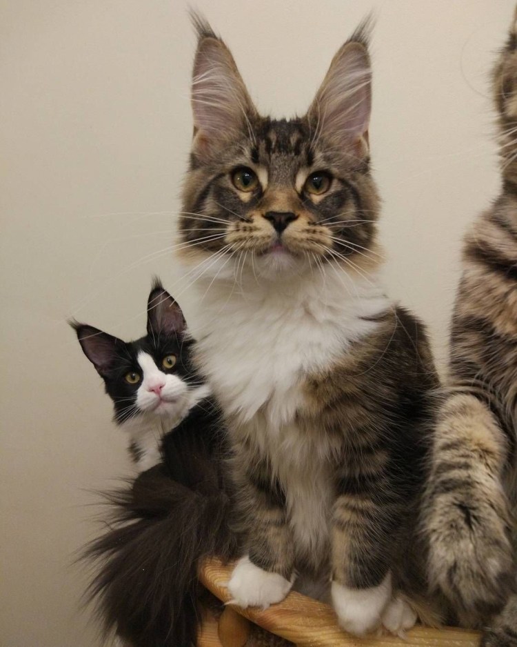 Мейкуны и обычные кошки