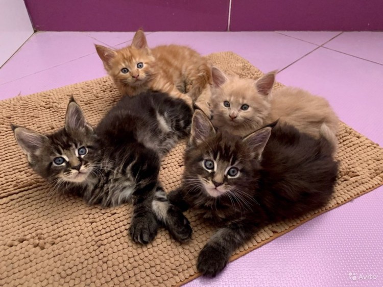 Метис Сибирского кота и Мейн куна