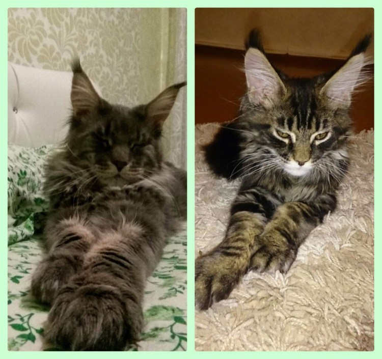 Котята Мейн кун