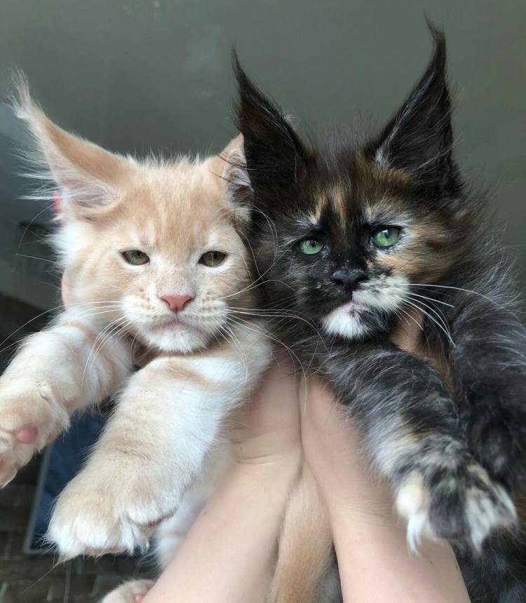 Метис Мейн куна