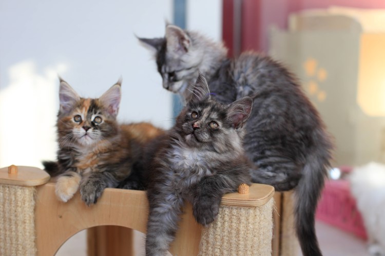 Как отличить Мейн куна от метиса фото