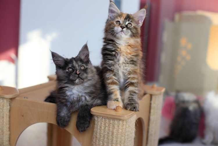 Котята Мейн кун метисы трехцветные