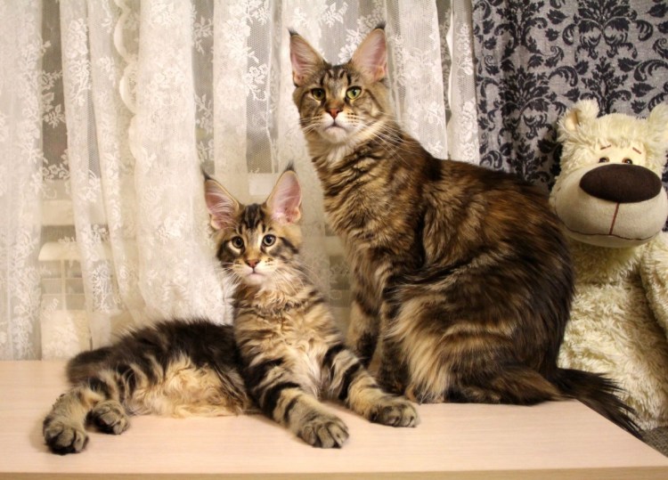 Метис Мейн куна и бенгала