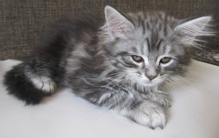 Пушистые Мейн куны котята