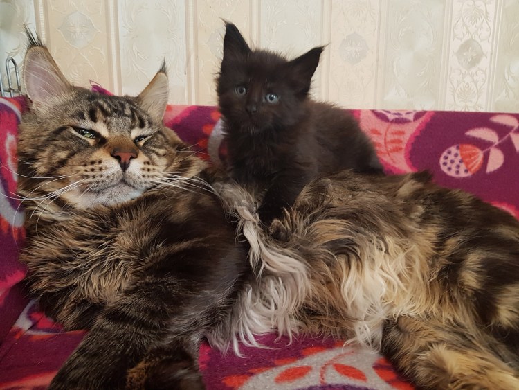 Мейн кун и Норвежская Лесная