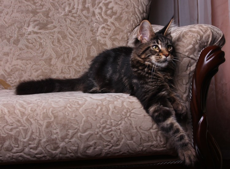 Кошка Мейн кун с котятами