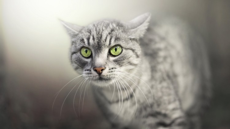 Порода серой кошки с зелеными раскосыми глазами