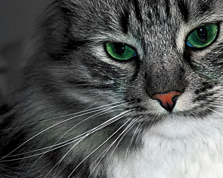 Русская голубая кошка