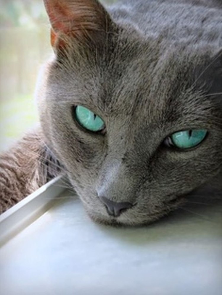 Серый кот с зелеными глазами