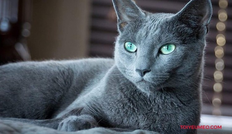 Европейская короткошерстная кошка черная