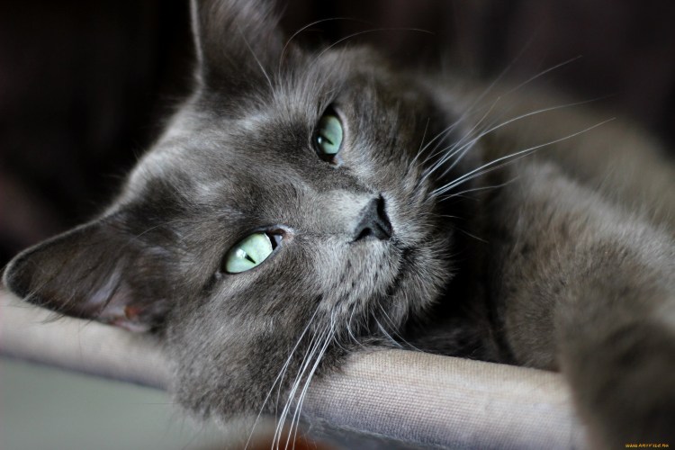 Серая кошка с зелеными глазами