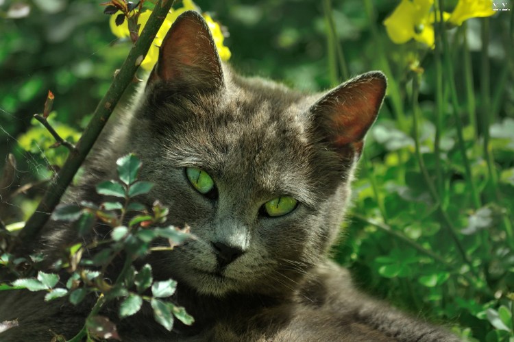 Серый пушистый кот